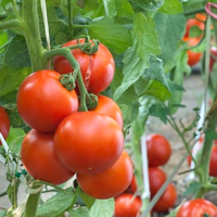 Đồng Hành cùng nhà nông