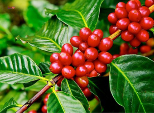 THĂM VƯỜN CÀ PHÊ Ở TÂY NGUYÊN