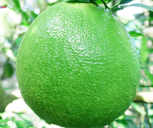 BƯỞI DA XANH BẾN TRE