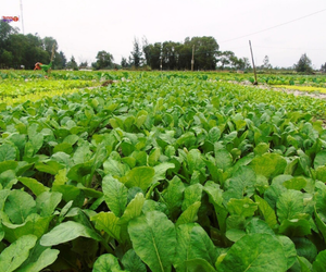 THĂM VƯỜN RAU MÀU